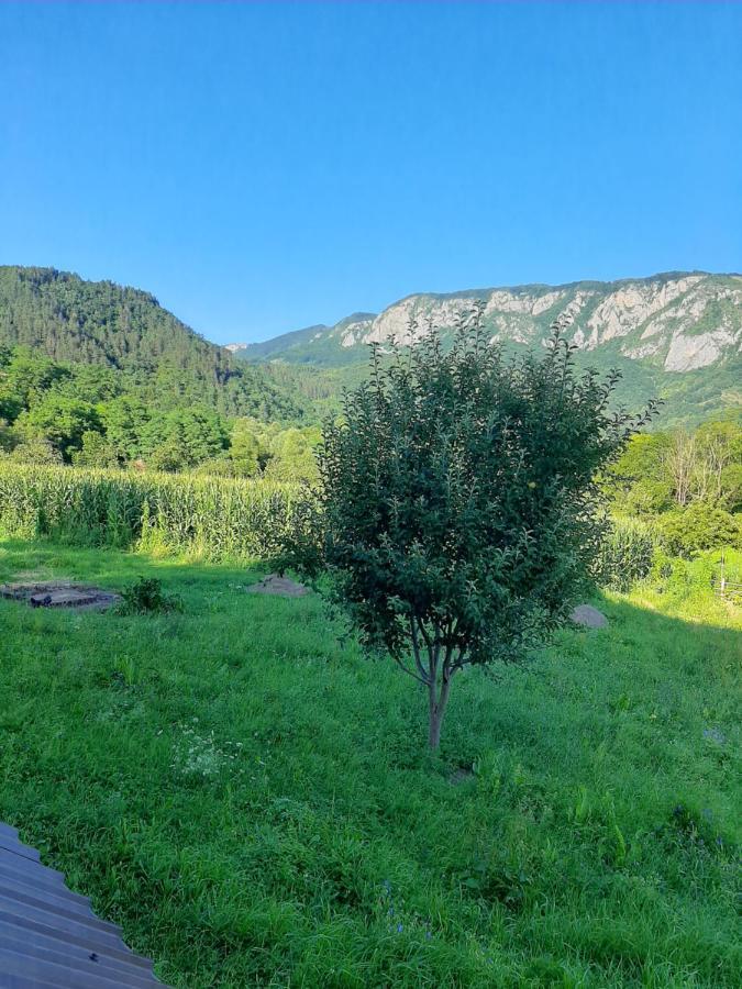 Pensiunea Codru Sălciua de Jos Dış mekan fotoğraf